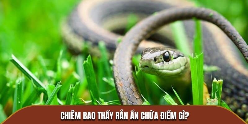 Chiêm bao thấy rắn ẩn chứa điềm gì?