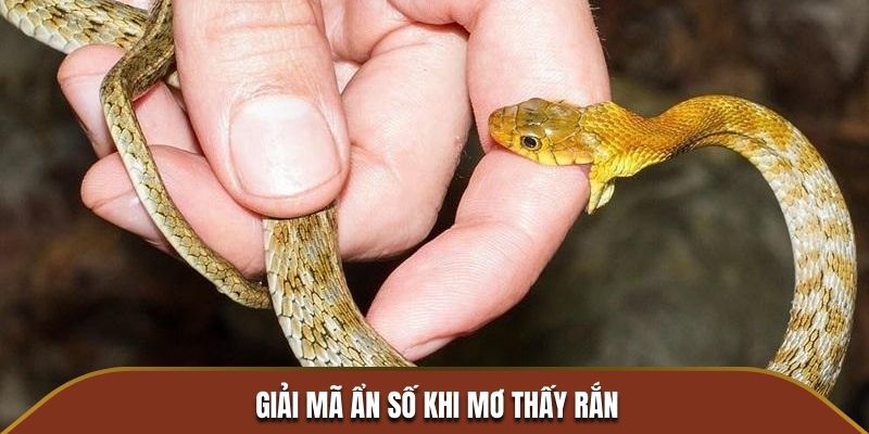 Giải mã ẩn số khi mơ thấy rắn